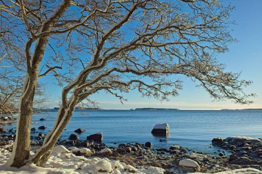 Trees on a sunny day at seashore on a cold winter day, Uutela, Helsinki, Finland. clipart