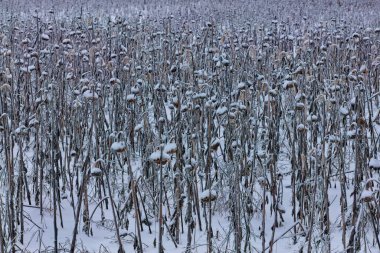 Closeup of snow frosted sunflowers in field during winter, Perttula, Nurmijarvi, Finland. clipart