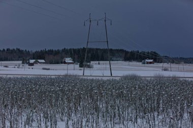 Snow-covered sunflower field and powerline cables in the background in cloudy winter weather, Perttula, Nurmijarvi, Finland. clipart