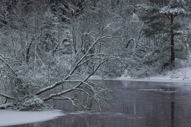 Vantaajoki nehir kıyısındaki ağaçları kış mevsiminde kar kaplamıştı, Vantaa, Finlandiya.