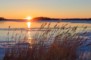 Kışın gün batımında deniz kıyısında öndeki sazlıkların manzarası dondurulmuş, Kallahdenniemi, Helsinki, Finlandiya.