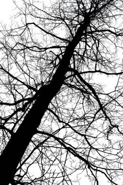 Karanlık bir bahar günü, siyah beyaz ve dramatik bir zıtlık içinde ormandaki yapraksız ağaç siluetine doğru bakıyorum..