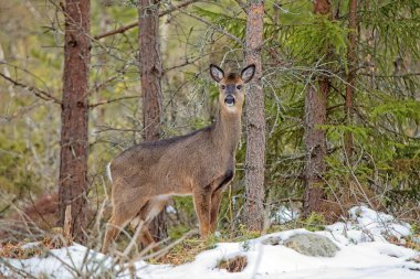 White tailed deer (odocoileus virginianus) standing in forest on a cloudy spring day, Porkkala, Kirkkonummi Finland. clipart