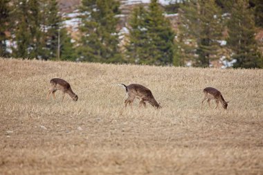 Herd of white tailed deer (odocoileus virginianus) standing in field eating on a cloudy spring day, Porkkala, Kirkkonummi, Finland. clipart