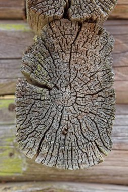 Kırıkları ve yıllık halkaları olan eski yıpranmış kütük detayının kesik ucu.