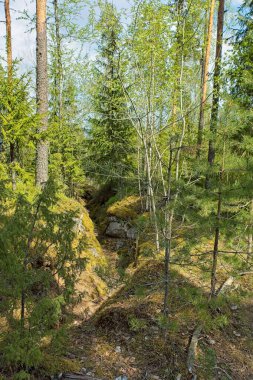 Eski Finlandiya İkinci Dünya Savaşı siperleri Salpa Line (Salpalinja), Hostikka, Ylamaa, Finlandiya.