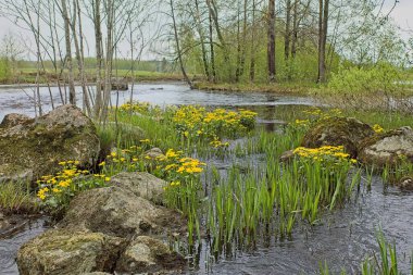 Vaalimaanjoki nehrinde, bulutlu bahar havasında (Mattila, Lappeenranta, Finlandiya) vahşi bataklık kadife çiçekleri..