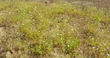 Güneşli yaz havasında yerde küçük, beyaz çiçekler, Teijo, Finlandiya