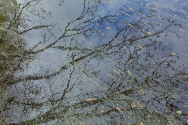 Bulutlu bir bahar gününde ağaç dallarının yeniden seçilmesi.