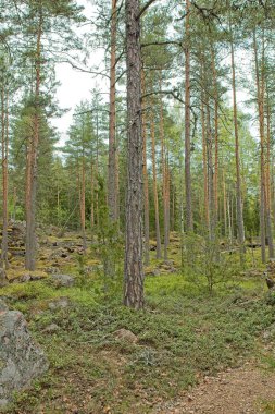 Pyterlahti 'nin tarihi Hevonniemi taş ocağı, 1820-30' larda kazıların yapıldığı yer, Virolahti, Finlandiya.