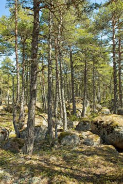 Güneşli bir bahar gününde Suuri-Pisi adasındaki orman, Virolahti, Finlandiya.
