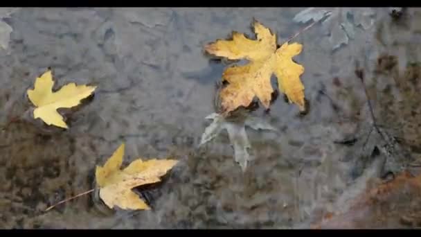 秋天的叶子在波涛汹涌的水中飘扬 — 图库视频影像