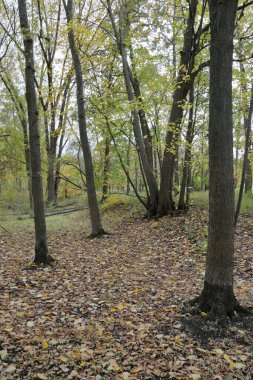 Sarı Akçaağaç Ağaçlı Sonbahar Ormanı Taşlı ve yapraklı