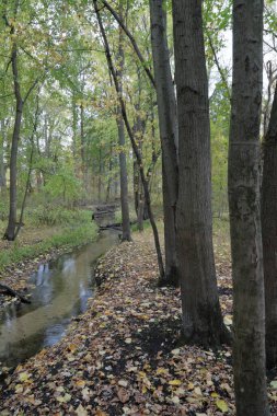 Sarı akçaağaç ağaçlı sonbahar ormanı ve taşlı ve yapraklı dere.