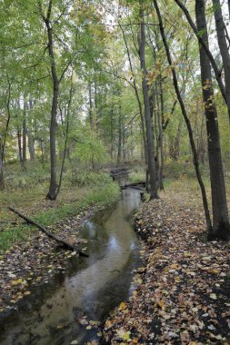 Sarı akçaağaç ağaçlı sonbahar ormanı ve taşlı ve yapraklı dere.