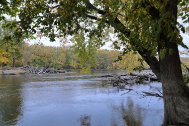 Sarı akçaağaç ağaçlı sonbahar ormanı ve taşlı ve yapraklı dere.