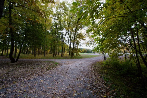 나뭇잎으로 뒤덮인 가을의 — 스톡 사진