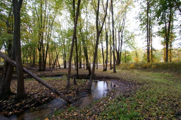 Autumn Woods Yellow Maple Trees Creek Rocks Foliage — Stock Photo, Image