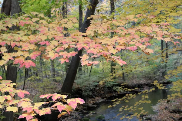 Осенний Лес Жёлтыми Кленовыми Деревьями Ручей Камнями Листьями — стоковое фото