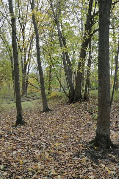 Sarı Akçaağaç Ağaçlı Sonbahar Ormanı Taşlı ve yapraklı