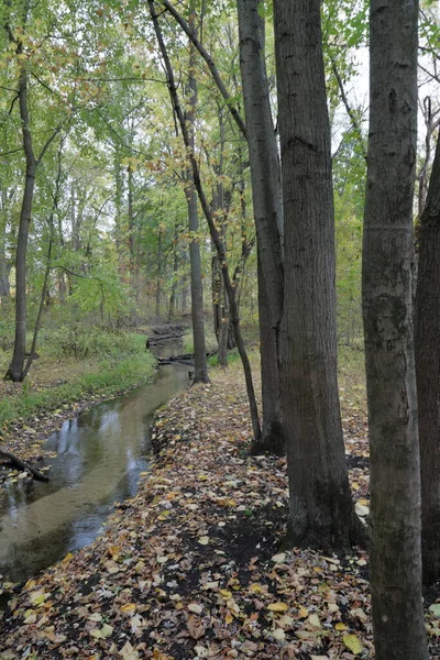 Sarı akçaağaç ağaçlı sonbahar ormanı ve taşlı ve yapraklı dere.