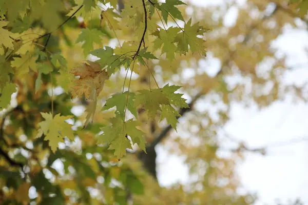 stock image Autumn leaves background filling the frame