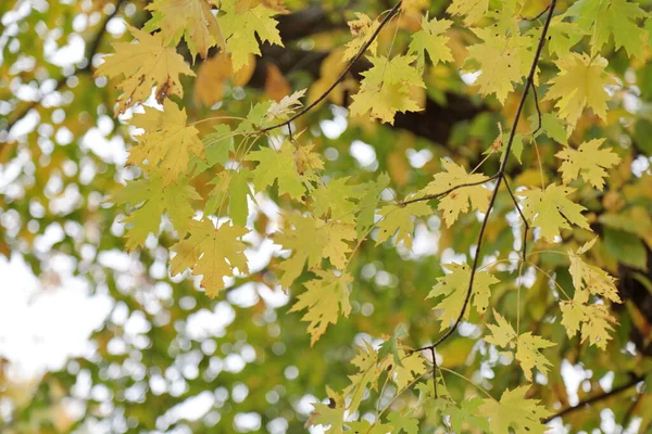 stock image Autumn leaves background filling the frame