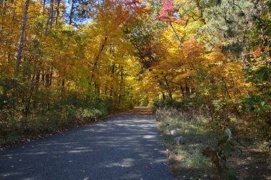 Sonbahar mevsiminde ağaçlarla kaplı bir parkta yol..