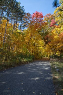 Sonbahar mevsiminde ağaçlarla kaplı bir parkta yol..