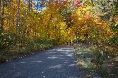 Sonbahar mevsiminde ağaçlarla kaplı bir parkta yol..