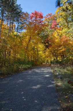 Sonbahar mevsiminde ağaçlarla kaplı bir parkta yol..