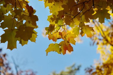 Sonbahar mevsiminde kırmızı, sarı ve turuncu yapraklar çerçeveyi fırlatıyor.