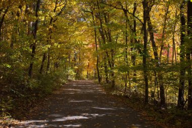 Sonbahar mevsiminde ağaçlarla kaplı bir parkta yol..