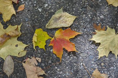 Akçaağaç yaprakları sonbahar mevsimi arka planında yola çıkar