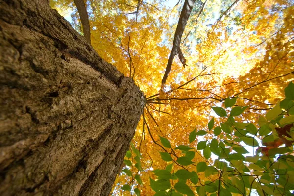 stock image A view of Trees from below in Autumn season with yellow, red and orange leaves.