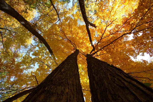 stock image A view of Trees from below in Autumn season with yellow, red and orange leaves.