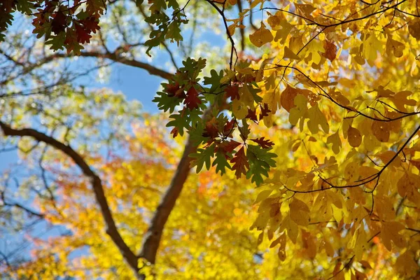 Sonbahar Mevsiminde Kırmızı Sarı Turuncu Yapraklar Çerçeveyi Fırlatıyor — Stok fotoğraf
