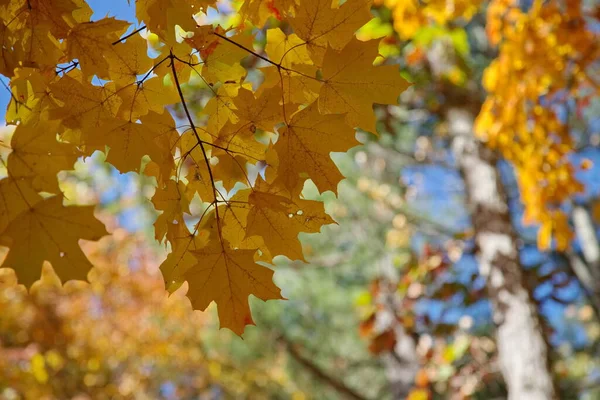 Rood Geel Oranje Herfst Bladeren Het Najaar Gooien Het Frame — Stockfoto
