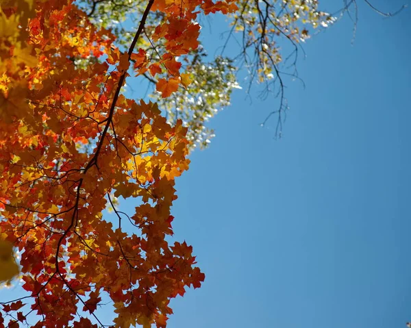 Sonbahar Mevsiminde Kırmızı Sarı Turuncu Yapraklar Çerçeveyi Fırlatıyor — Stok fotoğraf