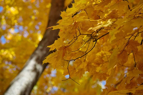 Sonbahar Mevsiminde Ağaçlarla Kaplı Bir Parkta Yol — Stok fotoğraf