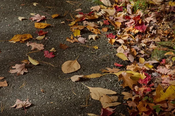 Klonowe Liście Drodze Jesienią Sezonu — Zdjęcie stockowe