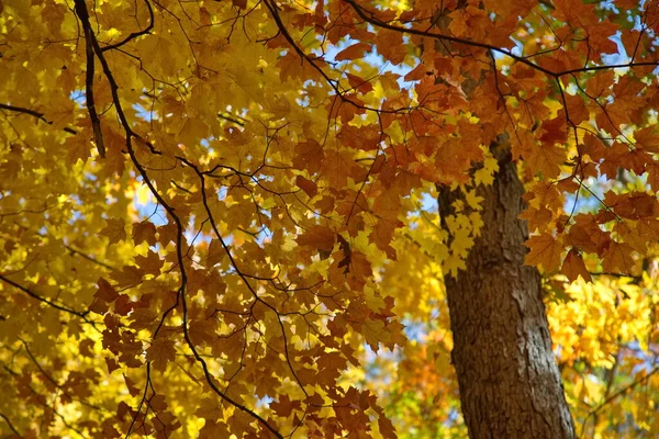Sonbahar Mevsiminde Ağaçlarla Kaplı Bir Parkta Yol — Stok fotoğraf