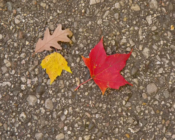 Rote Gelbe Und Orangefarbene Ahornblätter Herbst Unterwegs — Stockfoto