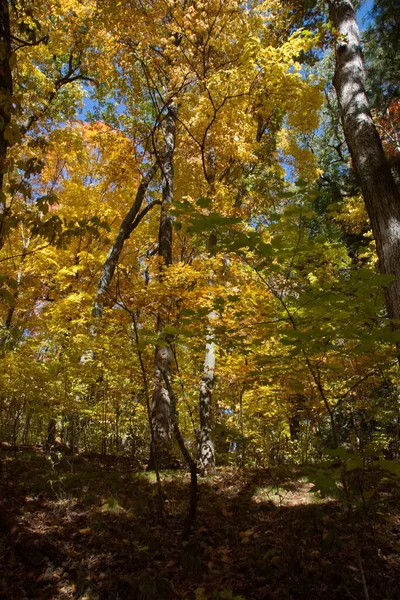 Дорога Парке Выложенная Деревьями Сезон Автума — стоковое фото