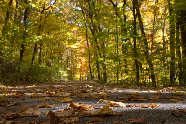 Uma Estrada Parque Forrado Com Árvores Temporada Outono — Fotografia de Stock