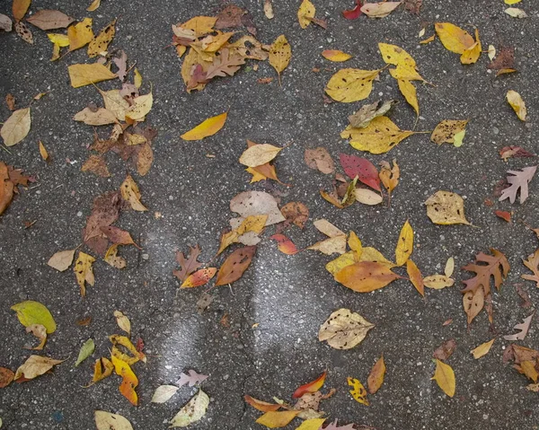 stock image Maple leaves on the road in Autumn season background