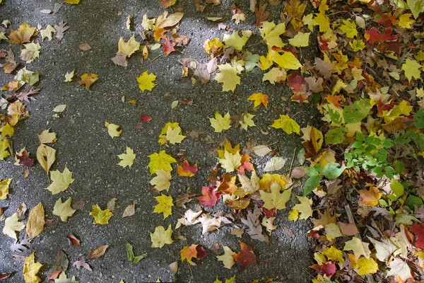 Ahornblätter Herbst Unterwegs — Stockfoto