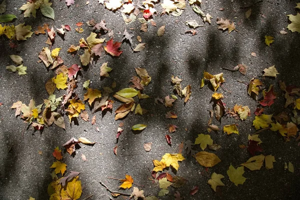 Ahornblätter Herbst Unterwegs — Stockfoto