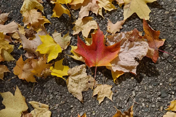 Rot Gelb Und Braun Ahornblätter Herbst Unterwegs — Stockfoto