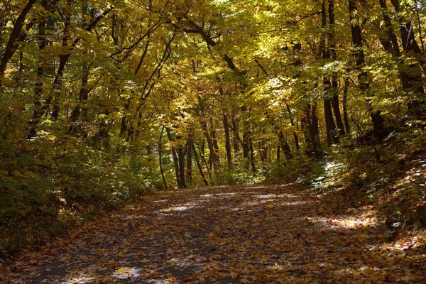 Road Park Lined Trees Autumn Season — Stock Photo, Image